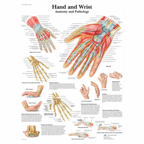 Anatomisk karta över hand och handled