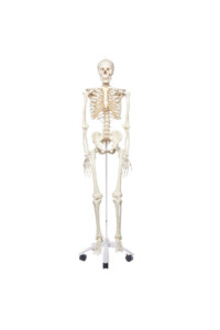 A10 Klassiskt skelett Stan