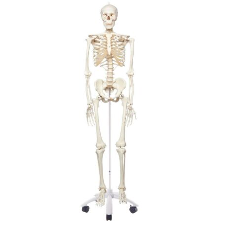 A10 Klassiskt skelett Stan