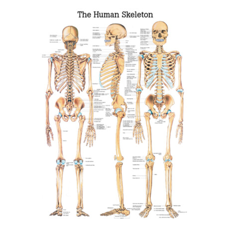 Ch3 Mänskligt skelett 70x100 cm