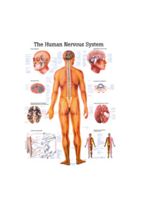 Ch5 nervsystemet
