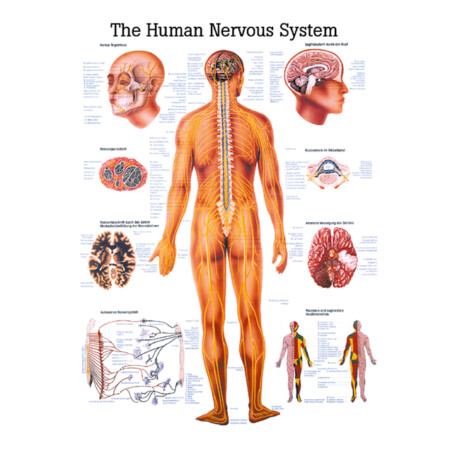 Ch5 nervsystemet