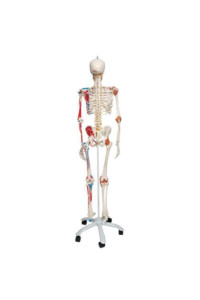A13 Mänsklig skelettmodell Sam med muskler och ligament