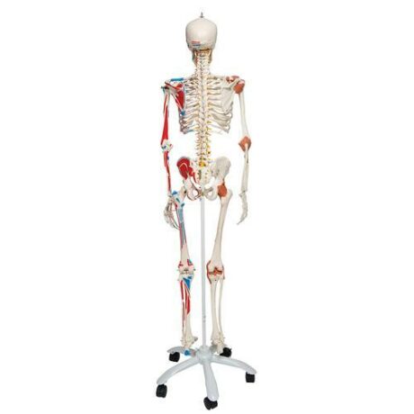 A13 Mänsklig skelettmodell Sam med muskler och ligament